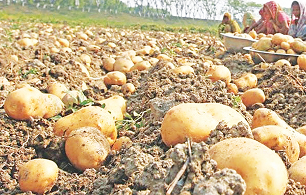 শেরপুরের আলু রপ্তানি হবে মালয়েশিয়া রাশিয়া ও শ্রীলঙ্কায়