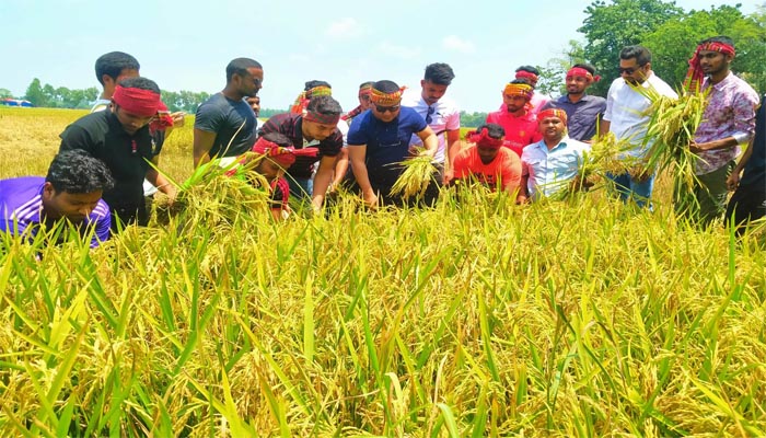 হালুয়াঘাটে কৃষকের ধান কেটে দিলেন ছাত্রলীগ 