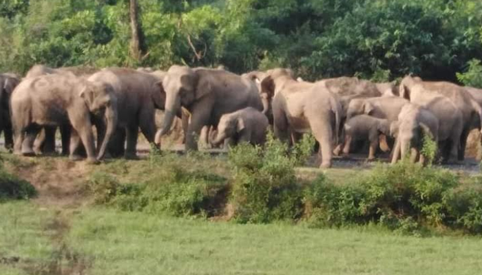 হাতির আক্রমণে অতিষ্ট সীমান্তের কৃষক