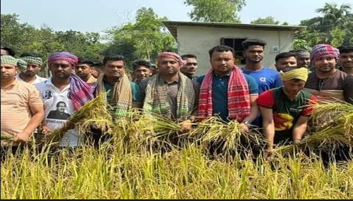 কৃষকের ২ একর জমির ধান কেটে বাড়িতে পৌঁছে দিয়েছে ফেনী জেলা ছাত্রলীগ 