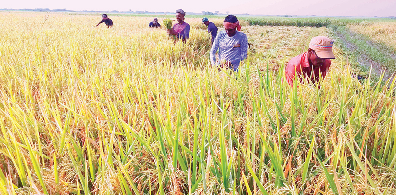 ইরি-বোরো ধান কাটায় ব্যস্ত কৃষক