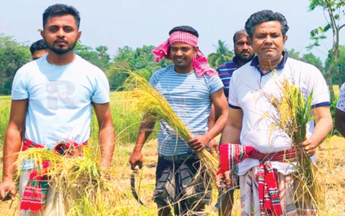 কৃষকের ধান কাটলেন এমপি