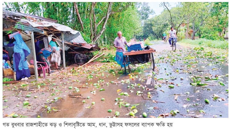 রাজশাহীতে ঝড়-শিলাবৃষ্টিতে ফসলের ব্যাপক ক্ষতি