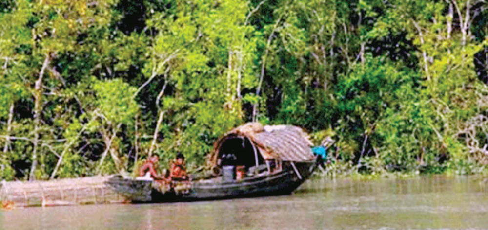 সুন্দরবনের অভয়ারণ্যে অবাধে চলছে মাছ শিকার