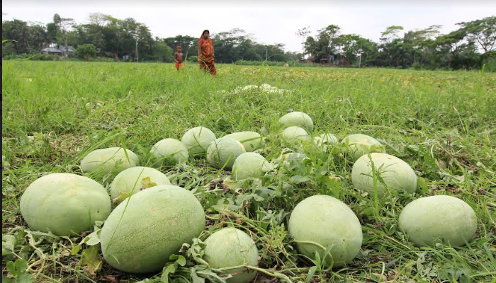 গোপালগঞ্জ সদর উপজেলায় অনাবাদী জমিতে তরমুজের বাম্পার ফলন