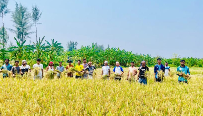 কৃষকের পাকা ধান কেটে ঘরে তুলে দিল নোবিপ্রবি ছাত্রলীগ