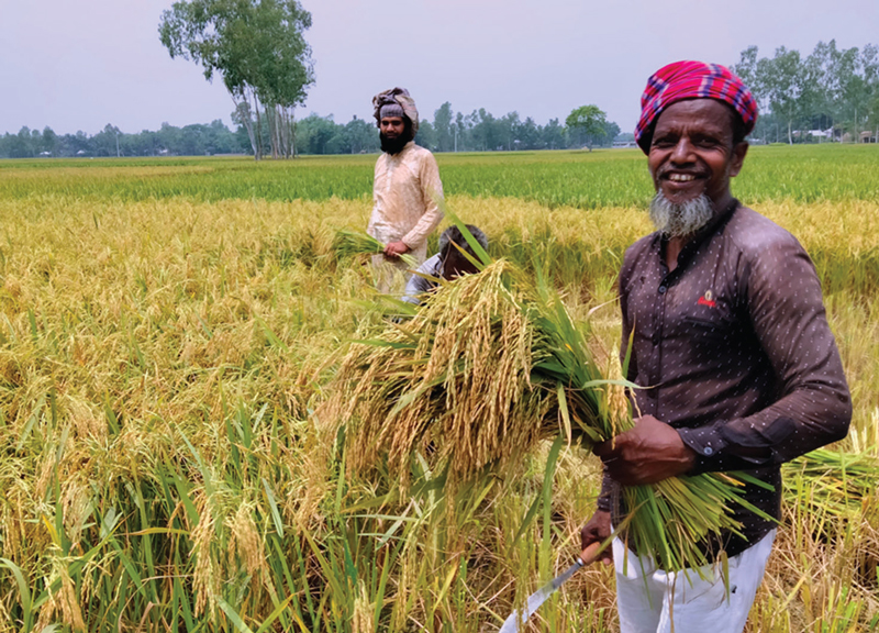 বাম্পার ফলনে কৃষক খুশি