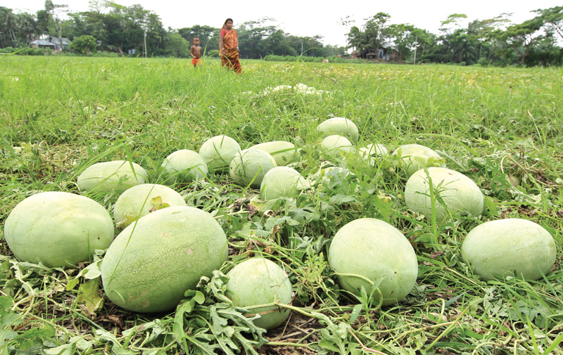 গোপালগঞ্জে তরমুজের বাম্পার ফলন