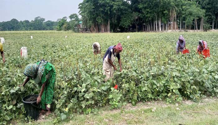 দুমকিতে মুগডালের বাম্পার ফলন, কৃষকের মুখে হাসি