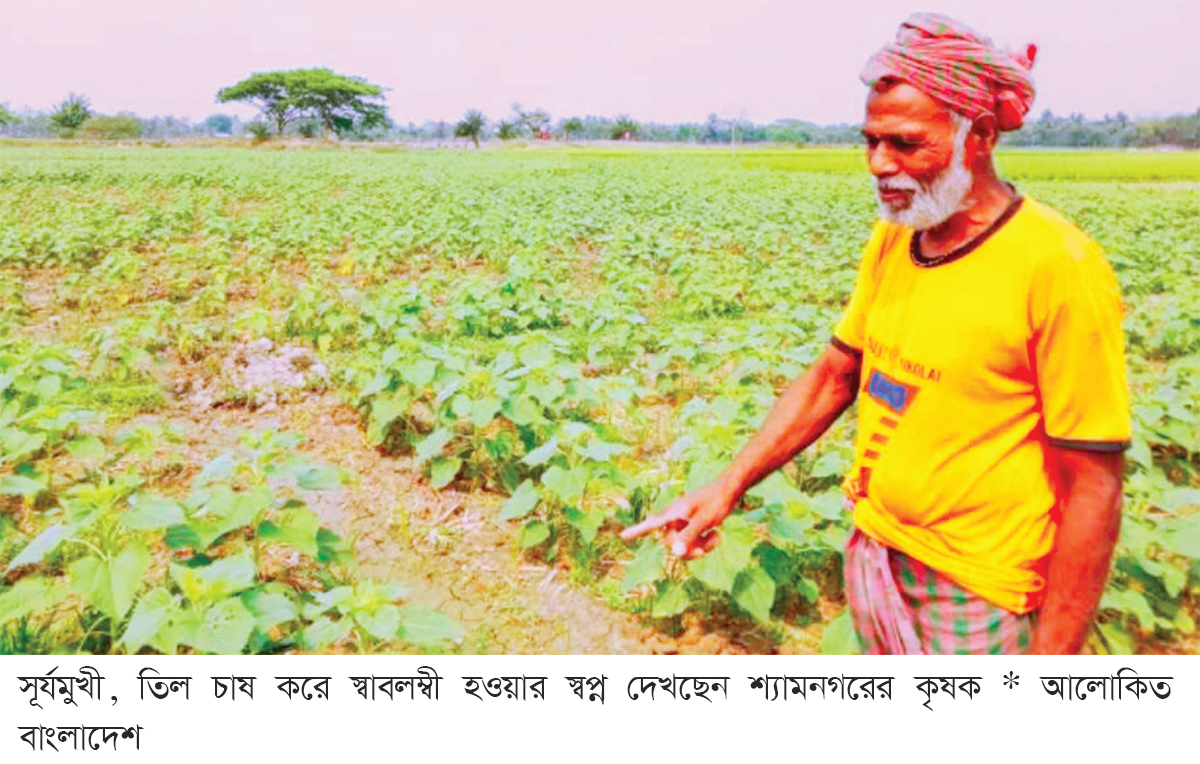 সূর্যমুখী ক্ষেতে সাথি ফসল তিল