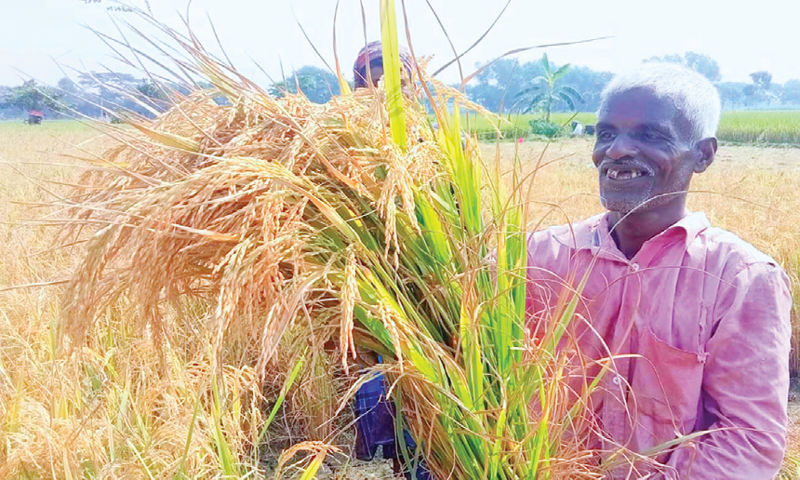 গফরগাঁওয়ে প্রথমবার কাটারিভোগের রেকর্ড ফলন