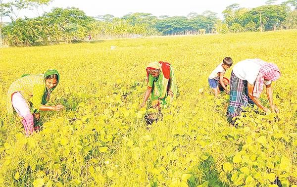 দুমকিতে মুগডালে কৃষকের হাসি