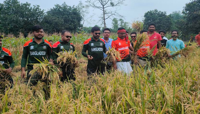 কৃষকের ধান কেটে মাড়াই করে দিলো রংপুর জেলা ছাত্রলীগ