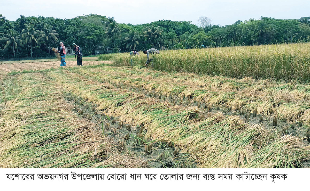 অভয়নগরে বোরো ধানের বাম্পার ফলন