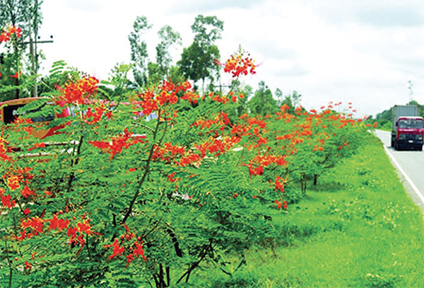 অবহেলিত পরম বন্ধু সড়কদ্বীপ