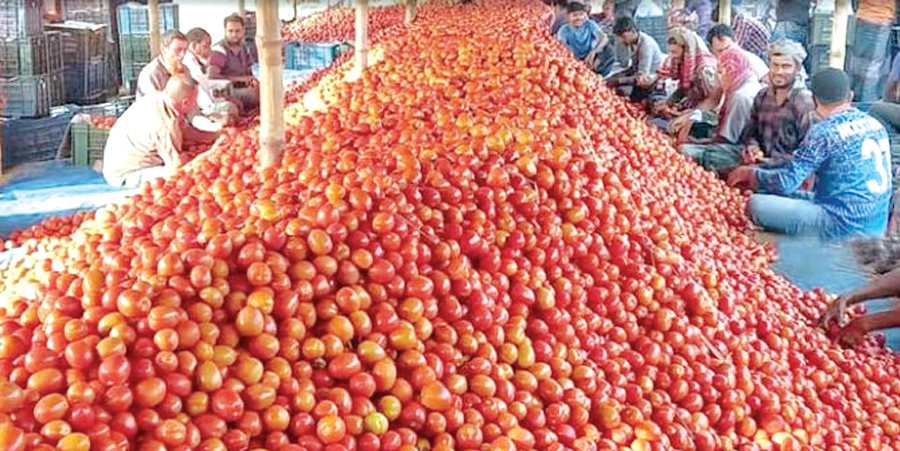 দিনাজপুরে গ্রীষ্মকালীন টমেটোর বাম্পার ফলন