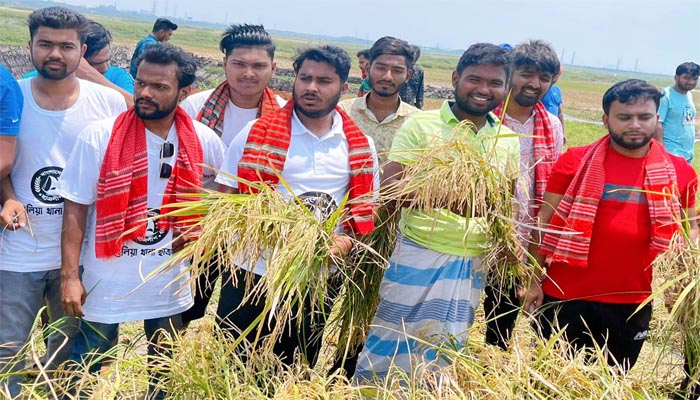 আশুলিয়ায় কৃষকের ধান কেটে ঘরে পৌঁছে দিল ছাত্রলীগ