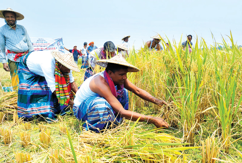 রংপুরের ৫ জেলায় ৩৪ লাখ টন ধান উৎপাদন