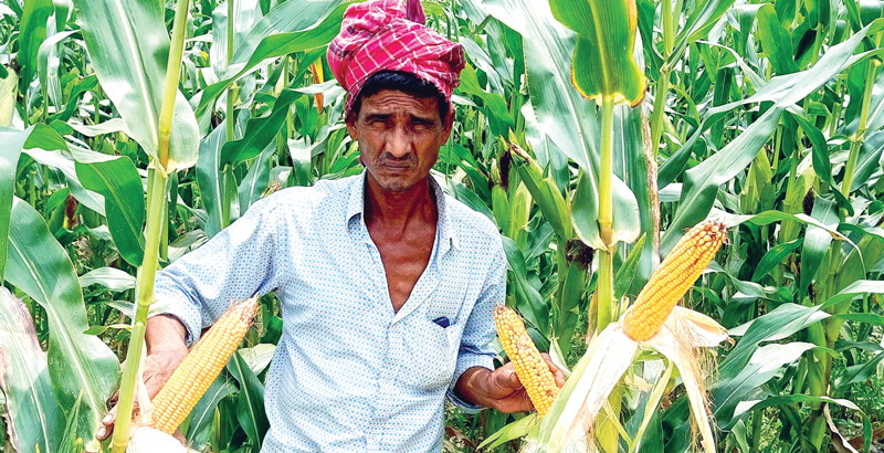 দুমকিতে ভুট্টার বাম্পার ফলন