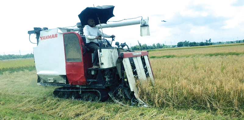 হারভেস্টার মেশিনে ধান কাটছে কৃষকরা