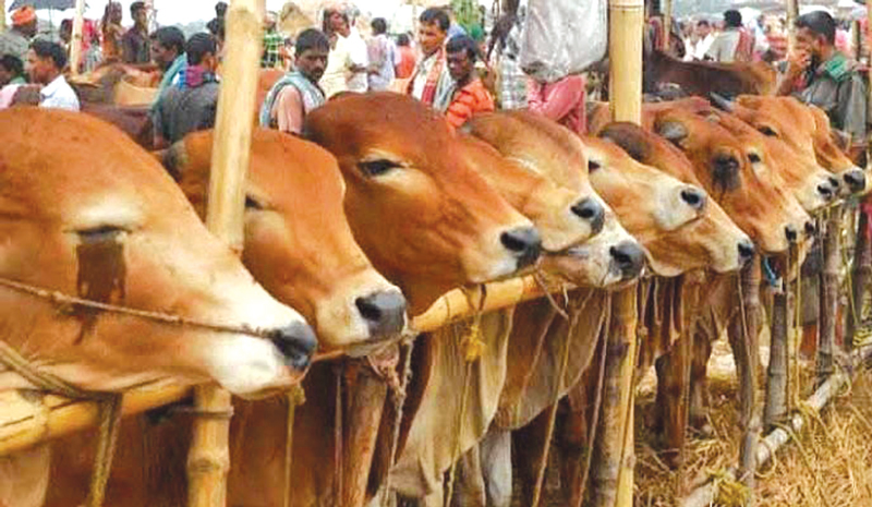 ঢাকার দুই সিটির ১৬ স্থানে বসবে অস্থায়ী পশুর হাট