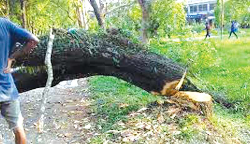 শাবিতে ‘ঝুঁকিপূর্ণ’ ডাল কাটার পাশাপাশি নিধন হচ্ছে গাছ