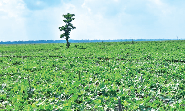 কুড়িগ্রামে ধরলার চরে পটোল চাষ