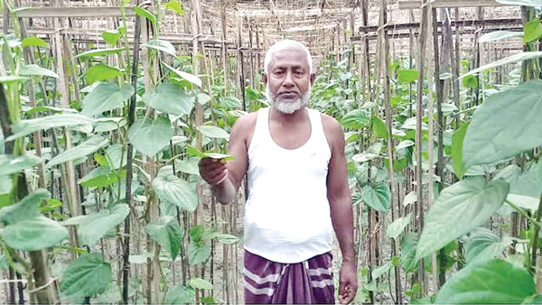 পান চাষে স্বাবলম্বী কুড়িগ্রামের পান্ডুলের ৩০০ চাষি