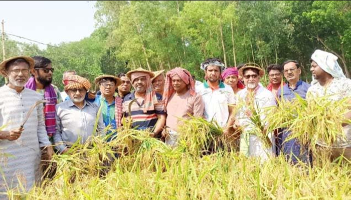 সিরাজগঞ্জে নেতাকর্মীদের নিয়ে কৃষকের ধান কেটে দিলেন এমপি 