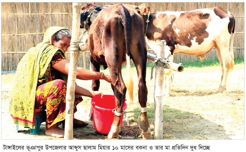 ১০ মাসের বকনা ও তার মা প্রতিদিন দুধ দিচ্ছে!