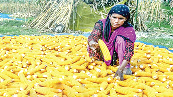 ভুট্টা চাষে লাভবান বগুড়ার চাষি