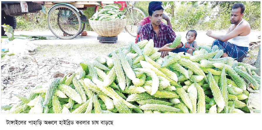 পাহাড়ি অঞ্চলে হাইব্রিড করলার চাষ বাড়ছে