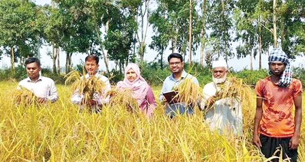 নাটোরে নতুন উদ্ভাবিত বিনা-২৫ ধানের অভিষেক