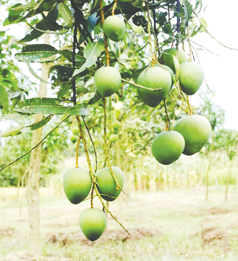 জুনে বাজারে আসবে হাঁড়িভাঙ্গা আম, টার্গেট ২৫০ কোটি টাকা