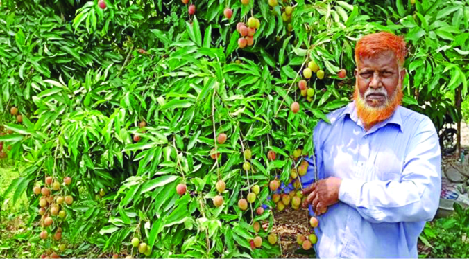 লিচুতে সফল আলাউদ্দিন