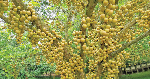 নরসিংদীর লটকন এখন দেশের বাইরে