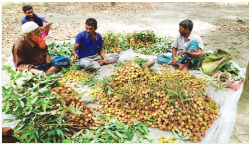 শালিখায় লিচুর বাম্পার ফলন