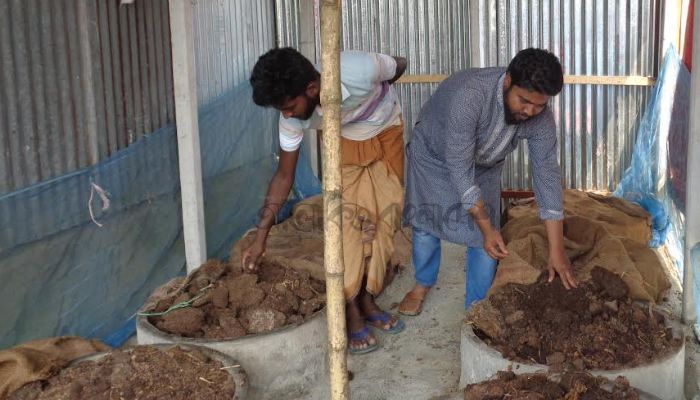 সাঁথিয়ায় কদর বাড়ছে কেঁচোসারের