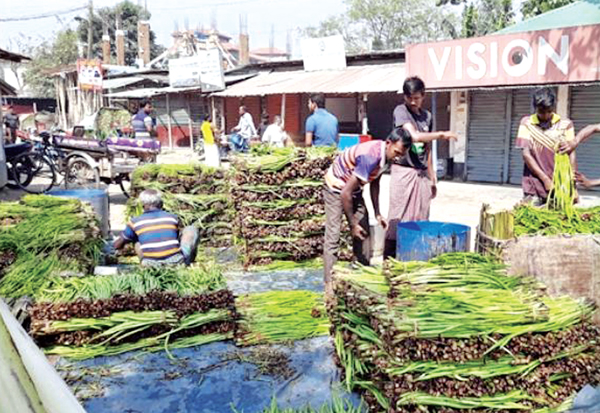 জয়পুরহাটে কচুর লতিতে কৃষকের ভাগ্যবদল