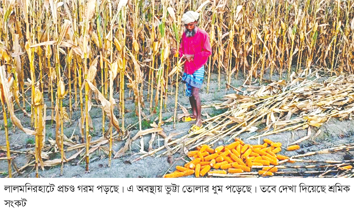 ভুট্টা তোলায় শ্রমিক সংকট দাম নিয়ে হতাশ কৃষক