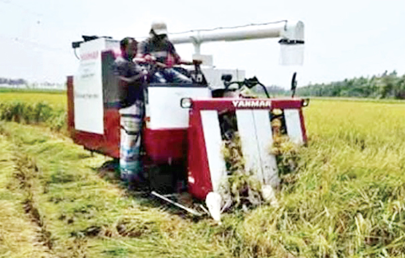 শেরপুরে বোরো ধানের বাম্পার ফলন