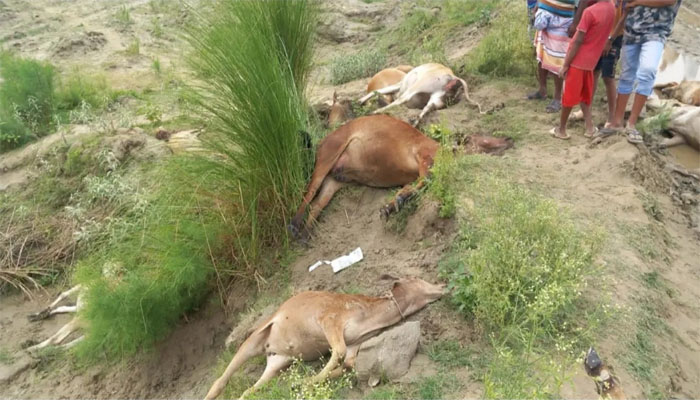 ঈশ্বরদীতে বজ্রপাতে ১৪টি গরুসহ প্রাণ গেল রাখালের