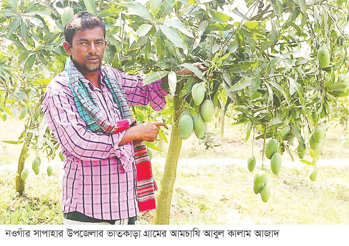 অনাবৃষ্টিতে আমের আকার ছোট লোকসানের আশঙ্কা