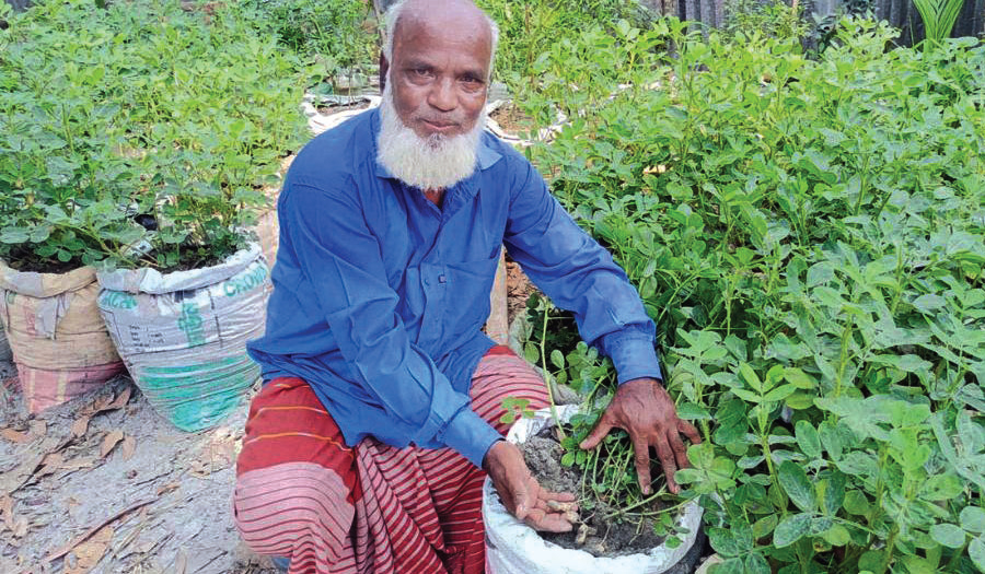 বস্তায় বাদাম চাষে সফল আব্দুল মালেক