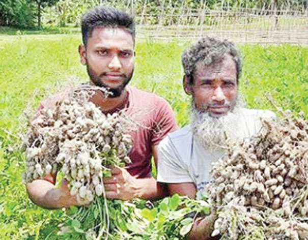 বাহুবলেও চাষ হচ্ছে চীনাবাদাম