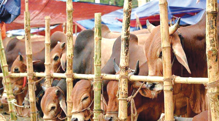 এবার চসিকের পশুর হাট বসছে ২৬টি