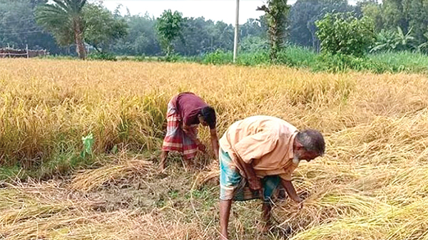 নড়াইলে বোরো ধানের বাম্পার ফলন