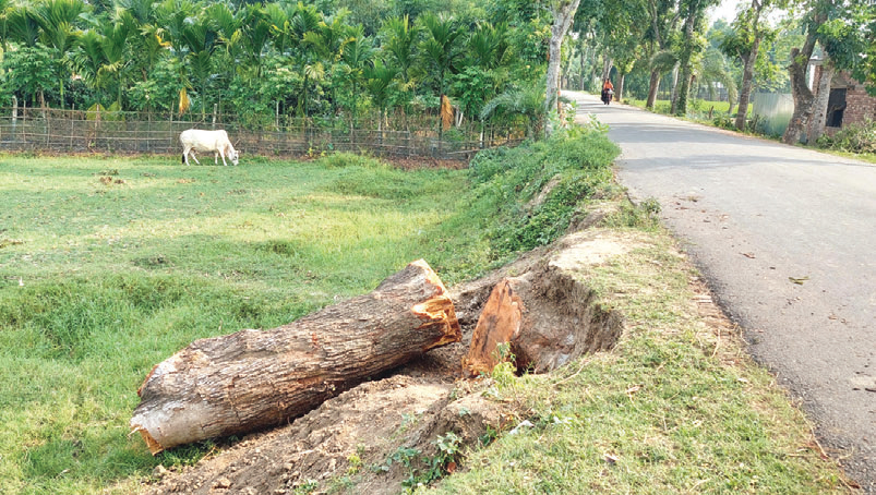 সরকারি রাস্তার গাছ কাটছেন ইউপি চেয়ারম্যান!