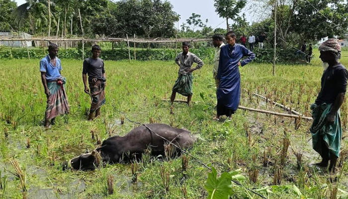 ঈশ্বরগঞ্জে বিদ্যুৎস্পৃষ্ট হয়ে দেড় লাখ টাকার গাভীর মৃত্যু