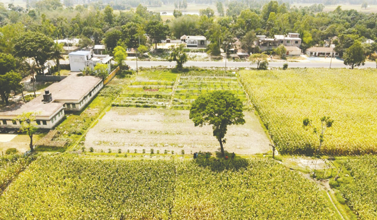 পতিত জমিতে ফসল উৎপাদন করে আলোচিত পুলিশ সুপার